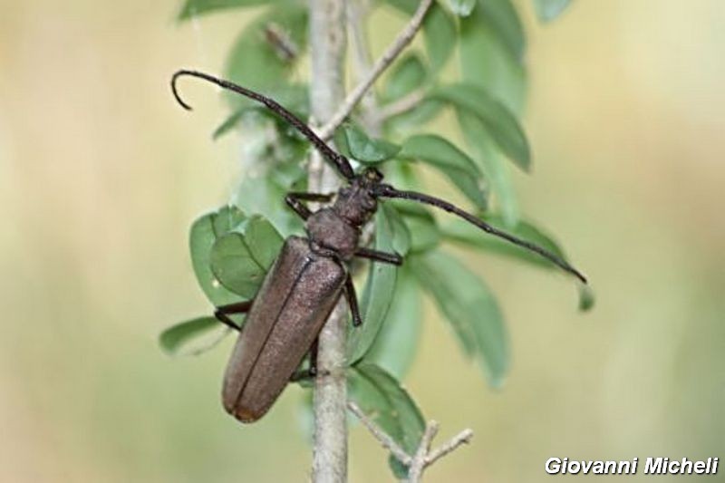 Serie di Cerambycidae del Parco del Ticino